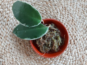 Hoya krimson Queen VARATTU, Kasvit ja siemenet, Piha ja puutarha, Joensuu, Tori.fi Hoya krimson Queen VARATTU, Kasvit ja siemenet, Piha ja puutarha, Joensuu, Tori.fi