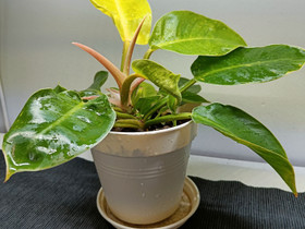 Philodendron Moonlight, Kasvit ja siemenet, Piha ja puutarha, Oulu, Tori.fi Philodendron Moonlight, Kasvit ja siemenet, Piha ja puutarha, Oulu, Tori.fi