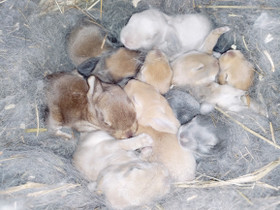 Ranskanluppa, Muut eläimet, Lemmikkieläimet, Kustavi, Tori.fi Ranskanluppa, Muut eläimet, Lemmikkieläimet, Kustavi, Tori.fi