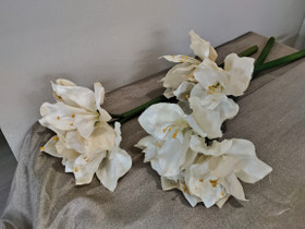 Amaryllis silkkikukat kermanvalkoiset, Sisustustavarat, Sisustus ja huonekalut, Kotka, Tori.fi Amaryllis silkkikukat kermanvalkoiset, Sisustustavarat, Sisustus ja huonekalut, Kotka, Tori.fi