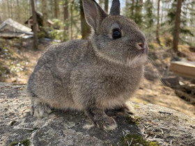 Hermeliini uros, Muut eläimet, Lemmikkieläimet, Kurikka, Tori.fi Hermeliini uros, Muut eläimet, Lemmikkieläimet, Kurikka, Tori.fi
