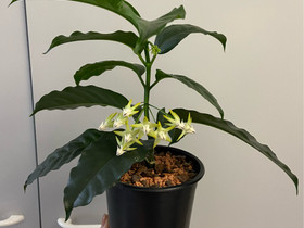 Hoya Multiflora, Kasvit ja siemenet, Piha ja puutarha, Joensuu, Tori.fi Hoya Multiflora, Kasvit ja siemenet, Piha ja puutarha, Joensuu, Tori.fi