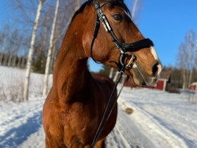 Pv-ruuna, Hevoset ja ponit, Hevoset ja hevosurheilu, Siilinjärvi, Tori.fi Pv-ruuna, Hevoset ja ponit, Hevoset ja hevosurheilu, Siilinjärvi, Tori.fi