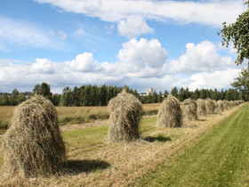 Okt hevostenpito mahdollisuudella, Metsätilat ja maatilat, Lohja, Tori.fi Okt hevostenpito mahdollisuudella, Metsätilat ja maatilat, Lohja, Tori.fi