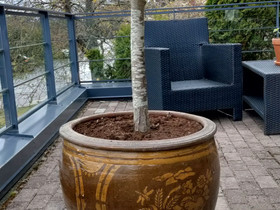 Suuri saviruukku kasveineen, Ruukut, kivet ja koristeet, Piha ja puutarha, Turku, Tori.fi Suuri saviruukku kasveineen, Ruukut, kivet ja koristeet, Piha ja puutarha, Turku, Tori.fi