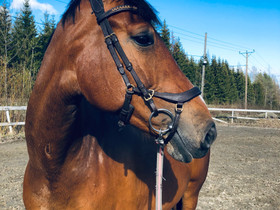 Osaavaa vuokraajaa tammalle, Hevoset ja ponit, Hevoset ja hevosurheilu, Kuopio, Tori.fi Osaavaa vuokraajaa tammalle, Hevoset ja ponit, Hevoset ja hevosurheilu, Kuopio, Tori.fi