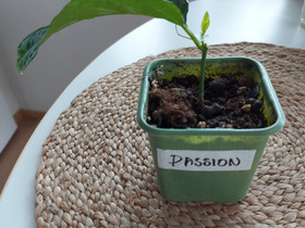 Kärsimyskukka eli passion taimi, Kasvit ja siemenet, Piha ja puutarha, Joensuu, Tori.fi Kärsimyskukka eli passion taimi, Kasvit ja siemenet, Piha ja puutarha, Joensuu, Tori.fi