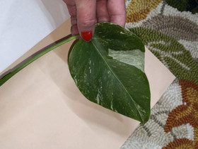 Monstera deliciosa variegata, Kasvit ja siemenet, Piha ja puutarha, Imatra, Tori.fi Monstera deliciosa variegata, Kasvit ja siemenet, Piha ja puutarha, Imatra, Tori.fi