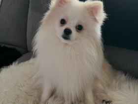 Pomeranian uros, Koirat, Lemmikkieläimet, Kirkkonummi, Tori.fi Pomeranian uros, Koirat, Lemmikkieläimet, Kirkkonummi, Tori.fi