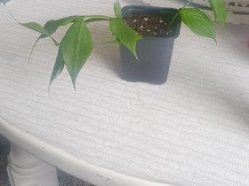 Hoya polyneura 7, Kasvit ja siemenet, Piha ja puutarha, Kotka, Tori.fi Hoya polyneura 7, Kasvit ja siemenet, Piha ja puutarha, Kotka, Tori.fi