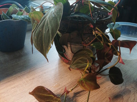 Philodendron Micans Pistokkaita, Kasvit ja siemenet, Piha ja puutarha, Kotka, Tori.fi Philodendron Micans Pistokkaita, Kasvit ja siemenet, Piha ja puutarha, Kotka, Tori.fi