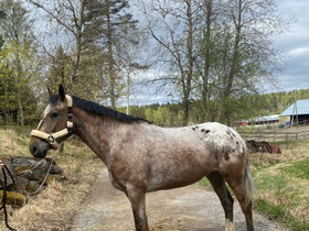 Siitostamma/projekti, Hevoset ja ponit, Hevoset ja hevosurheilu, Sipoo, Tori.fi