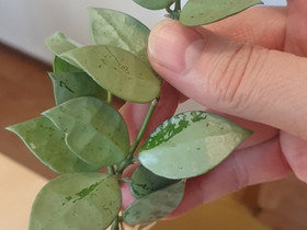 Posliinikukka hoya crohniana, Kasvit ja siemenet, Piha ja puutarha, Kotka, Tori.fi Posliinikukka hoya crohniana, Kasvit ja siemenet, Piha ja puutarha, Kotka, Tori.fi