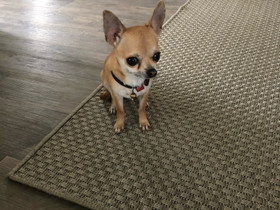 Mini chihuahua Narttu, Koirat, Lemmikkieläimet, Kajaani, Tori.fi Mini chihuahua Narttu, Koirat, Lemmikkieläimet, Kajaani, Tori.fi