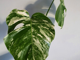 Monstera variegata, Kasvit ja siemenet, Piha ja puutarha, Seinäjoki, Tori.fi Monstera variegata, Kasvit ja siemenet, Piha ja puutarha, Seinäjoki, Tori.fi