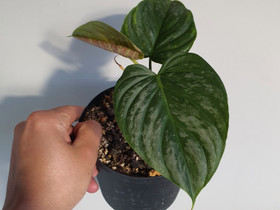 Philodendron Majestic, Kasvit ja siemenet, Piha ja puutarha, Seinäjoki, Tori.fi Philodendron Majestic, Kasvit ja siemenet, Piha ja puutarha, Seinäjoki, Tori.fi