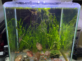 30L nano, Kalat ja akvaariot, Lemmikkieläimet, Sastamala, Tori.fi 30L nano, Kalat ja akvaariot, Lemmikkieläimet, Sastamala, Tori.fi