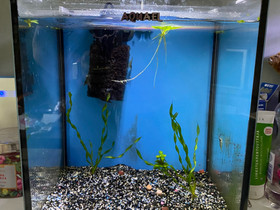 20L nano, Kalat ja akvaariot, Lemmikkieläimet, Sastamala, Tori.fi 20L nano, Kalat ja akvaariot, Lemmikkieläimet, Sastamala, Tori.fi