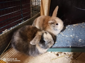 Kääpiöluppa mix uros, Muut eläimet, Lemmikkieläimet, Asikkala, Tori.fi Kääpiöluppa mix uros, Muut eläimet, Lemmikkieläimet, Asikkala, Tori.fi