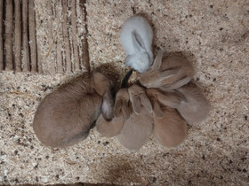 Kääpiö luppa poikia, Muut eläimet, Lemmikkieläimet, Asikkala, Tori.fi Kääpiö luppa poikia, Muut eläimet, Lemmikkieläimet, Asikkala, Tori.fi