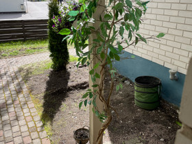 Tekopuu 180cm, Ruukut, kivet ja koristeet, Piha ja puutarha, Helsinki, Tori.fi Tekopuu 180cm, Ruukut, kivet ja koristeet, Piha ja puutarha, Helsinki, Tori.fi