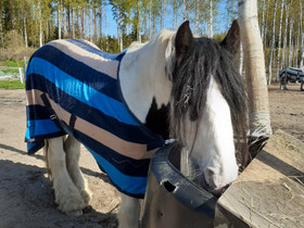 Hevosen vuokrausta, Hevoset ja ponit, Hevoset ja hevosurheilu, Hollola, Tori.fi
