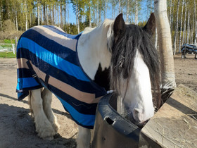 Hevosen vuokrausta, Hevoset ja ponit, Hevoset ja hevosurheilu, Hollola, Tori.fi Hevosen vuokrausta, Hevoset ja ponit, Hevoset ja hevosurheilu, Hollola, Tori.fi