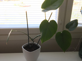 Peikonlehti 45cm, Kasvit ja siemenet, Piha ja puutarha, Siilinjärvi, Tori.fi Peikonlehti 45cm, Kasvit ja siemenet, Piha ja puutarha, Siilinjärvi, Tori.fi