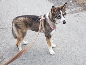 Sekarotuinen siperianhusky koira, Koirat, Lemmikkieläimet, Hämeenlinna, Tori.fi Sekarotuinen siperianhusky koira, Koirat, Lemmikkieläimet, Hämeenlinna, Tori.fi