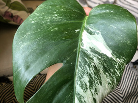 Monstera variegata, Kasvit ja siemenet, Piha ja puutarha, Rauma, Tori.fi Monstera variegata, Kasvit ja siemenet, Piha ja puutarha, Rauma, Tori.fi