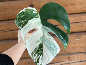 Monstera variegata juurrutettu pistokas, Kasvit ja siemenet, Piha ja puutarha, Helsinki, Tori.fi Monstera variegata juurrutettu pistokas, Kasvit ja siemenet, Piha ja puutarha, Helsinki, Tori.fi