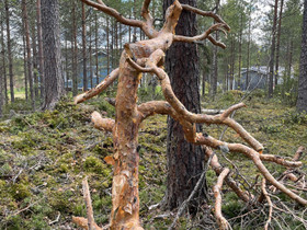 100 v männyn latva, Käsityöt, Petäjävesi, Tori.fi 100 v männyn latva, Käsityöt, Petäjävesi, Tori.fi