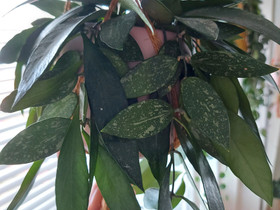 Hoya pupicalyx pistokas, Kasvit ja siemenet, Piha ja puutarha, Joensuu, Tori.fi Hoya pupicalyx pistokas, Kasvit ja siemenet, Piha ja puutarha, Joensuu, Tori.fi