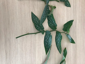 Pienilehtisen enkelinsiiven pistokkaita, Kasvit ja siemenet, Piha ja puutarha, Hausjärvi, Tori.fi Pienilehtisen enkelinsiiven pistokkaita, Kasvit ja siemenet, Piha ja puutarha, Hausjärvi, Tori.fi