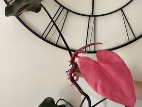 Philodendron Pink Princess pistokas, Kasvit ja siemenet, Piha ja puutarha, Espoo, Tori.fi Philodendron Pink Princess pistokas, Kasvit ja siemenet, Piha ja puutarha, Espoo, Tori.fi