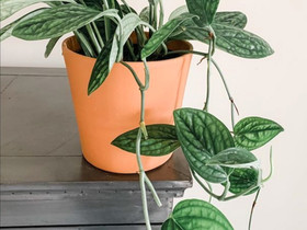 Monstera sp peru pistokkaita, Kasvit ja siemenet, Piha ja puutarha, Tampere, Tori.fi Monstera sp peru pistokkaita, Kasvit ja siemenet, Piha ja puutarha, Tampere, Tori.fi