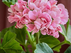 Anita -pelargoni, Kasvit ja siemenet, Piha ja puutarha, Oulu, Tori.fi Anita -pelargoni, Kasvit ja siemenet, Piha ja puutarha, Oulu, Tori.fi
