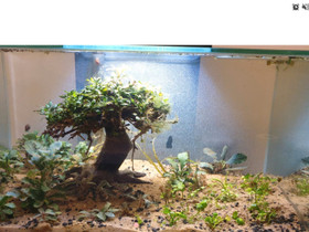 Fluval edge 23l, Kalat ja akvaariot, Lemmikkieläimet, Helsinki, Tori.fi Fluval edge 23l, Kalat ja akvaariot, Lemmikkieläimet, Helsinki, Tori.fi