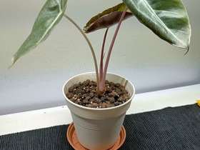 Alocasia Pink dragon, Kasvit ja siemenet, Piha ja puutarha, Oulu, Tori.fi Alocasia Pink dragon, Kasvit ja siemenet, Piha ja puutarha, Oulu, Tori.fi