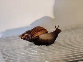Achatina Fulica, Muut eläimet, Lemmikkieläimet, Tampere, Tori.fi Achatina Fulica, Muut eläimet, Lemmikkieläimet, Tampere, Tori.fi
