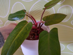 Philodendron painted lady, Kasvit ja siemenet, Piha ja puutarha, Pori, Tori.fi Philodendron painted lady, Kasvit ja siemenet, Piha ja puutarha, Pori, Tori.fi