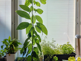 Avokadopuu 140cm, Kasvit ja siemenet, Piha ja puutarha, Oulu, Tori.fi Avokadopuu 140cm, Kasvit ja siemenet, Piha ja puutarha, Oulu, Tori.fi
