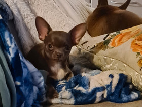 Engeli, mini chihuahua uros, Koirat, Lemmikkieläimet, Espoo, Tori.fi Engeli, mini chihuahua uros, Koirat, Lemmikkieläimet, Espoo, Tori.fi