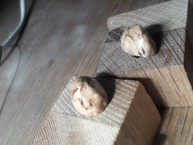 Visakoivu korvakorut, Kellot ja korut, Asusteet ja kellot, Pertunmaa, Tori.fi Visakoivu korvakorut, Kellot ja korut, Asusteet ja kellot, Pertunmaa, Tori.fi
