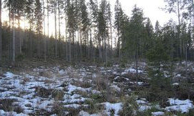 2.83 ha, Vahalahti, Rääkkylä, Tontit, Rääkkylä, Tori.fi 2.83 ha, Vahalahti, Rääkkylä, Tontit, Rääkkylä, Tori.fi