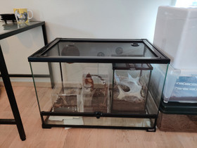 Giganterra lasiterraario 60x40x40, Muut eläintarvikkeet, Lemmikkieläimet, Vantaa, Tori.fi Giganterra lasiterraario 60x40x40, Muut eläintarvikkeet, Lemmikkieläimet, Vantaa, Tori.fi