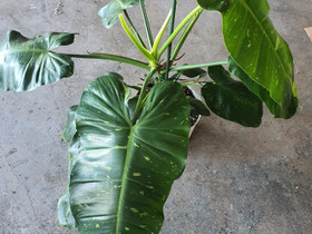 Philodendron José buono, Kasvit ja siemenet, Piha ja puutarha, Seinäjoki, Tori.fi Philodendron José buono, Kasvit ja siemenet, Piha ja puutarha, Seinäjoki, Tori.fi
