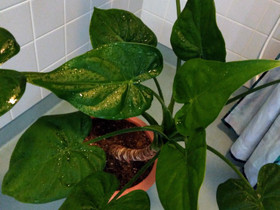 Alocasia cucullata, Kasvit ja siemenet, Piha ja puutarha, Joensuu, Tori.fi Alocasia cucullata, Kasvit ja siemenet, Piha ja puutarha, Joensuu, Tori.fi