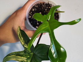 Philodendron florida beauty, Kasvit ja siemenet, Piha ja puutarha, Seinäjoki, Tori.fi Philodendron florida beauty, Kasvit ja siemenet, Piha ja puutarha, Seinäjoki, Tori.fi
