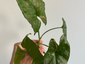 Syngonium Pink Splash Allusion latvapistokas, Kasvit ja siemenet, Piha ja puutarha, Tampere, Tori.fi Syngonium Pink Splash Allusion latvapistokas, Kasvit ja siemenet, Piha ja puutarha, Tampere, Tori.fi